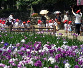 菖蒲見学